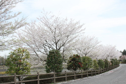 kanon0415/9