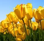 Tulips_convert_20120422223613.jpg