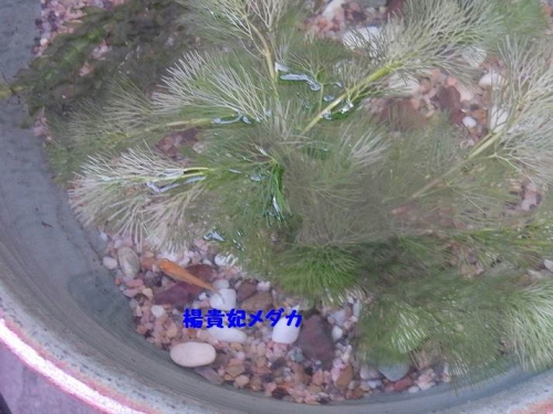 楊貴妃メダカ