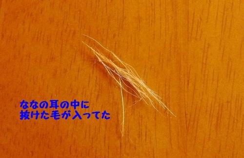 ななの耳掃除したら