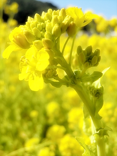 あの日見たひまわりの花を忘れない♪