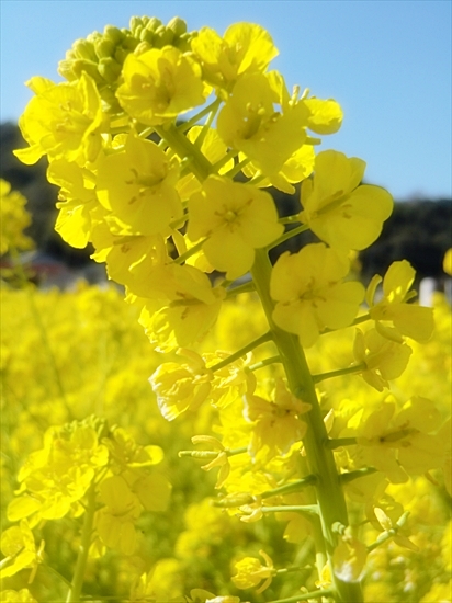 あの日見たひまわりの花を忘れない♪