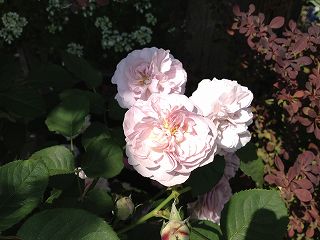 IMG_6680.jpg