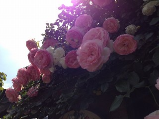 IMG_6688.jpg