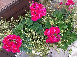 IMG_6702.jpg