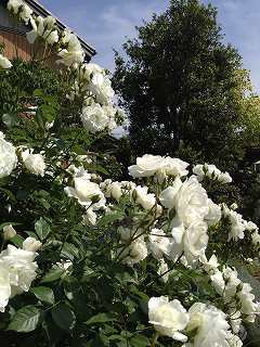 IMG_6717.jpg