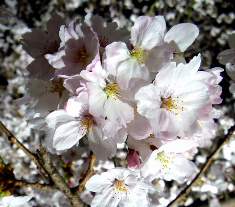 P1110602yamazakigawa.jpg