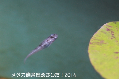 IMG_0613_20140919204845bee.jpg