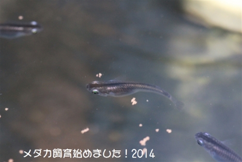 IMG_0679_20140916140650c12.jpg
