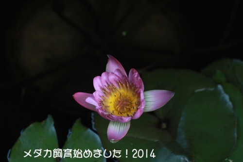 IMG_1329_201409282251553f2.jpg