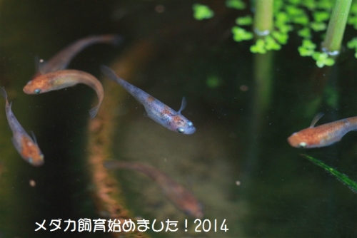 IMG_1363_20140928225204bf9.jpg