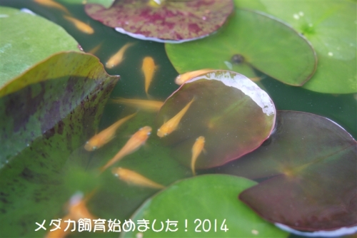P1080780.jpg