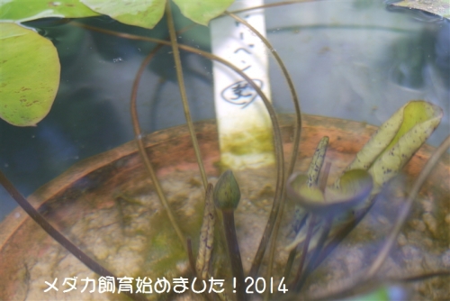 P1080801.jpg