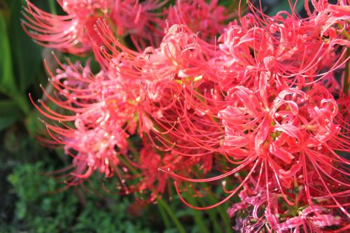 IMG_0357_convert_20111002223346.jpg