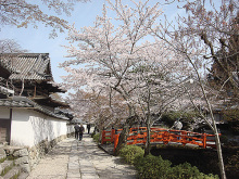 天野山金剛寺の桜 天野山金剛寺の桜