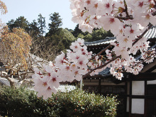 天野山金剛寺の桜 天野山金剛寺の桜