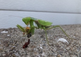 カマキリ　１