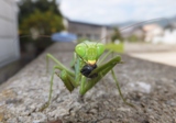 カマキリ 3