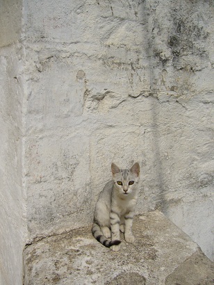 cat4