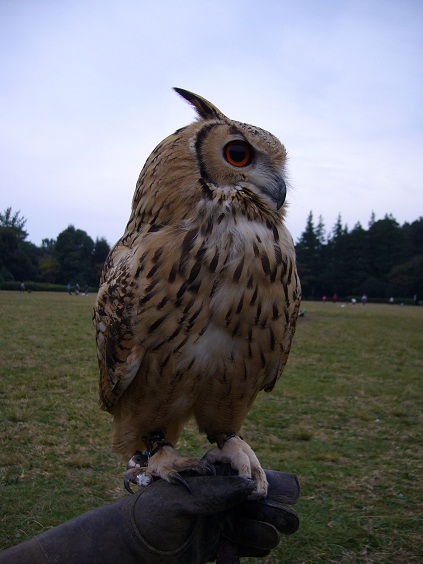 hawk02.jpg