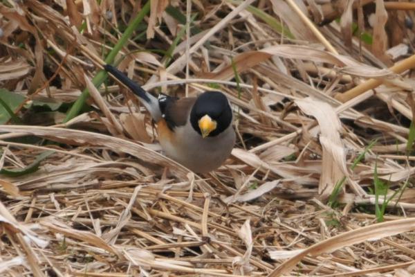 DSC_2114.jpg