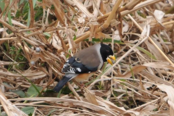 DSC_2118.jpg