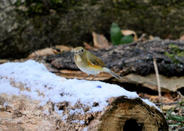 DSC_3394_sh01.jpg