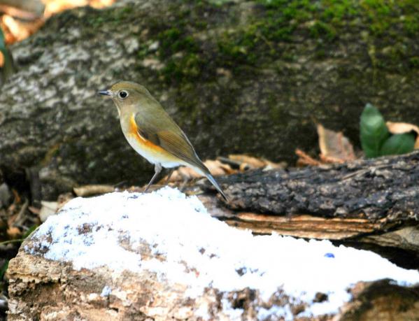 DSC_3427_sh01.jpg