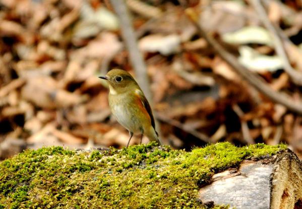 DSC_3846_sh01.jpg