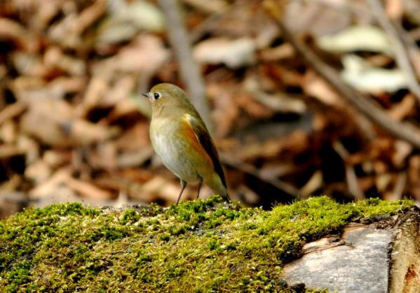 DSC_3848_sh01.jpg
