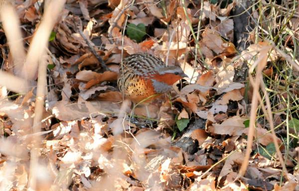 DSC_8978_sh01.jpg