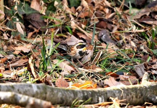 DSC_9406_sh01.jpg