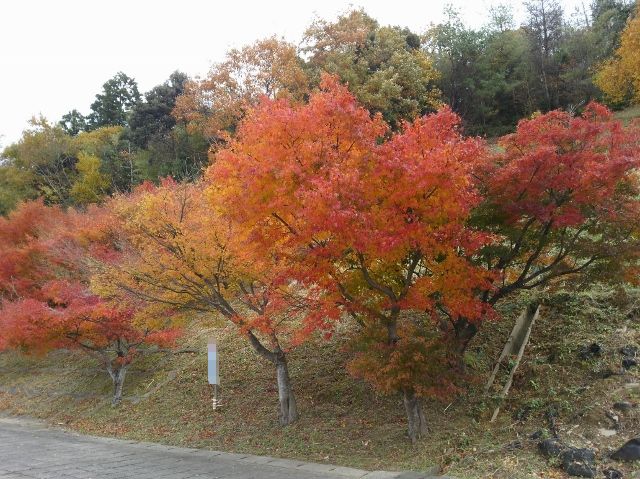 DCIM0150 (640x479)