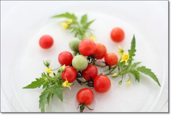 tomato
