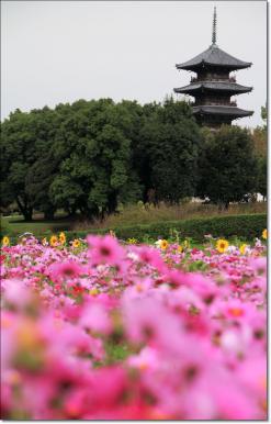 kokubunzikosumosu