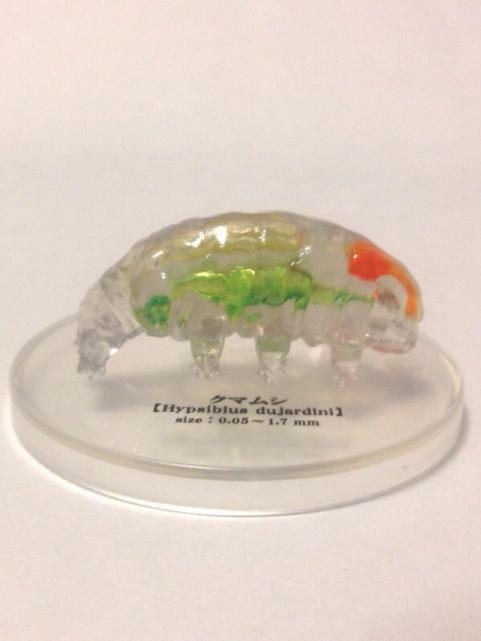 極小の共存者微生物3