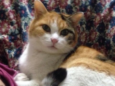 みけこ201224a