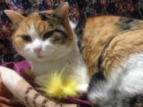みけこ201224b