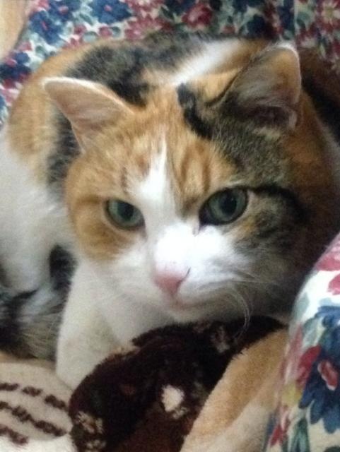 みけこ201224c