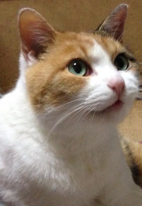 みけこiCloud