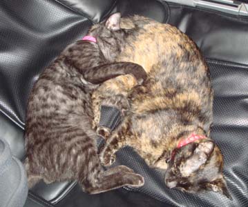 blog_import_4f672aba31a1e.jpg