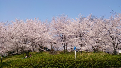 DSC_001320130330.jpg