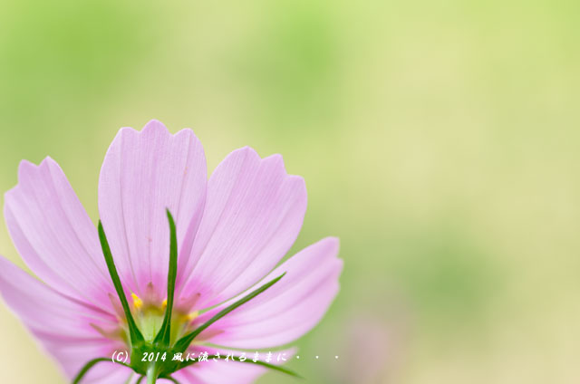 2014年9月 服部緑地・都市緑化植物園コスモス2