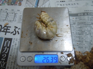 DSCN5271.jpg