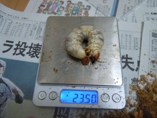 DSCN5274.jpg