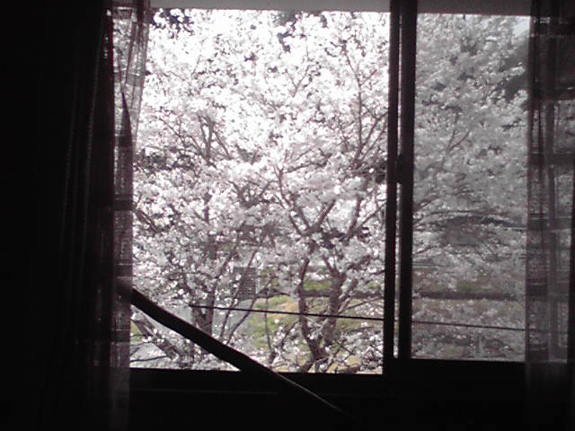 415sakura4.jpg
