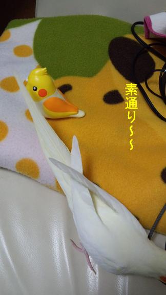DCIM0365.jpg