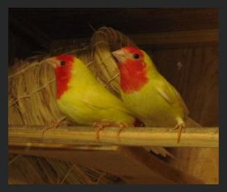 Rt-parrotfinchlutino1.jpg