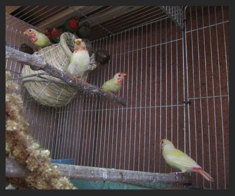 Rt-parrotfinchlutino3.jpg