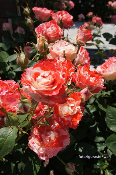130518-11.jpg